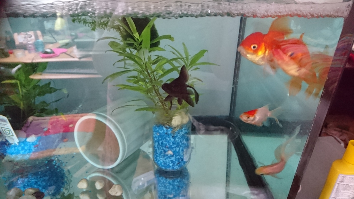 Toys for goldfish?! Bonding with, and entertaining, your goldfish