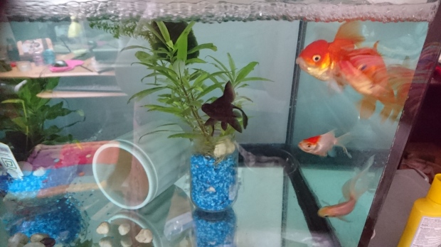 Toys for goldfish?! Bonding with, and entertaining, your goldfish – Goldfish  Fables